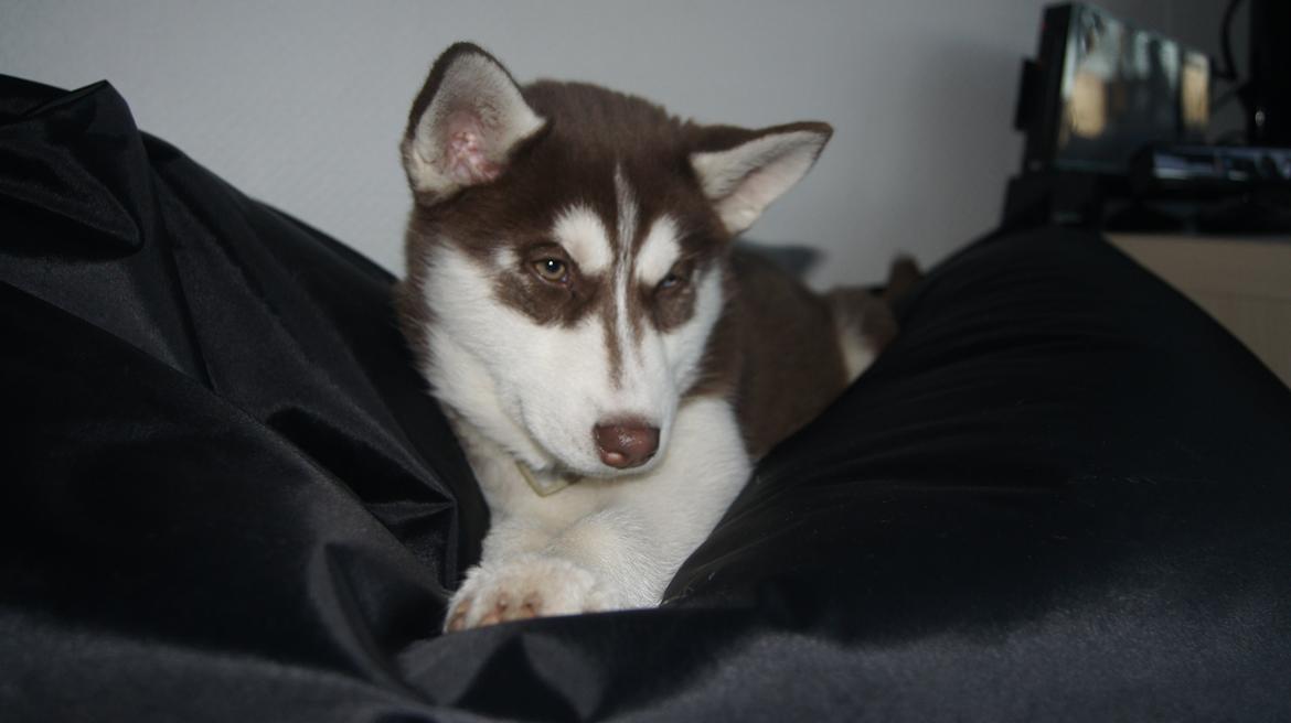 Siberian husky Suki billede 27