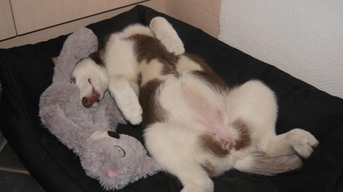 Siberian husky Suki billede 30