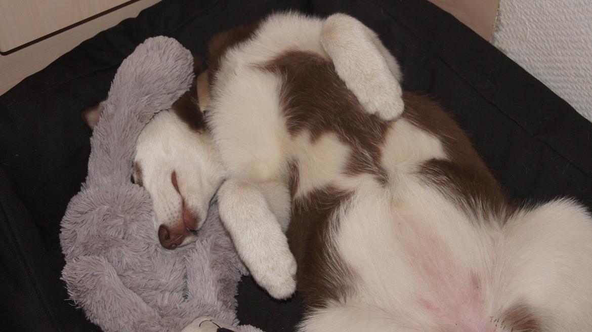 Siberian husky Suki billede 31