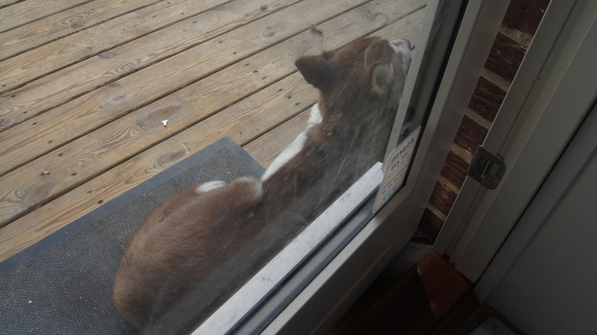 Siberian husky Suki - Hvorfor skulle jeg rykke mig, når du ikke høre jeg vil ind billede 32