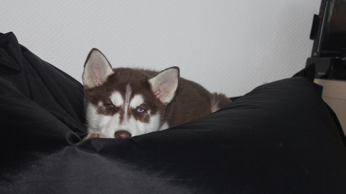 Siberian husky Suki billede 26