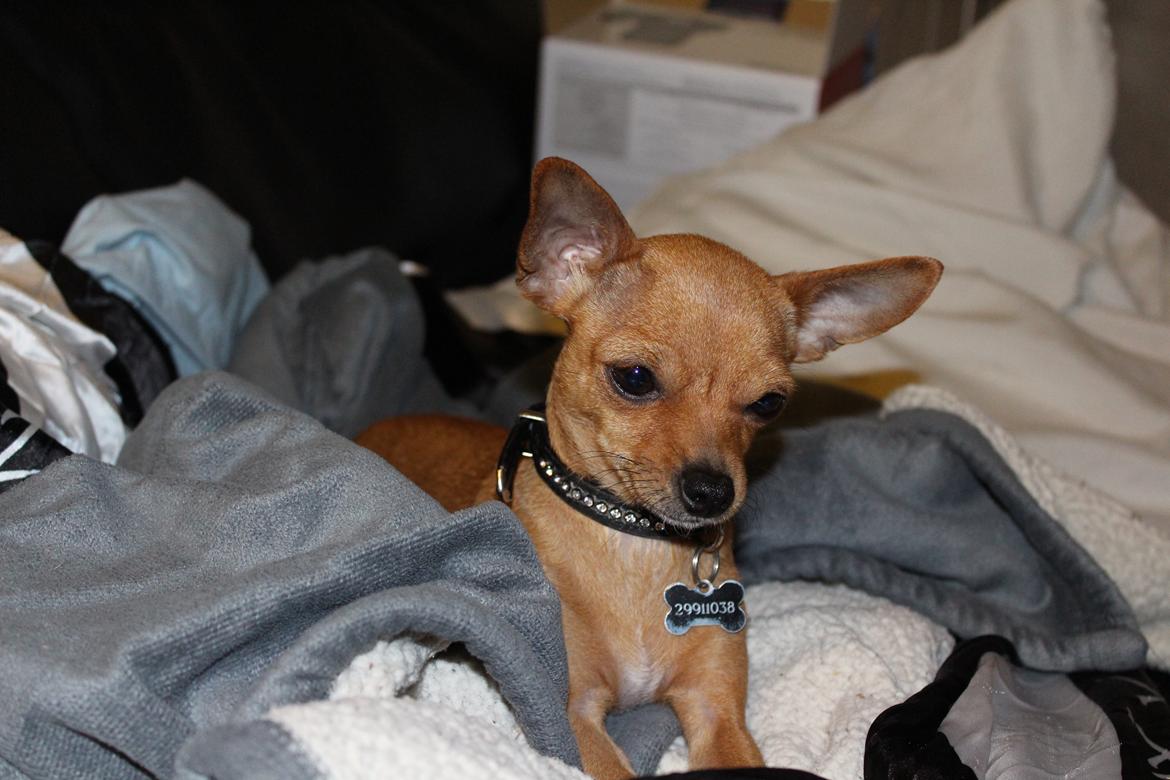 Chihuahua vera billede 1