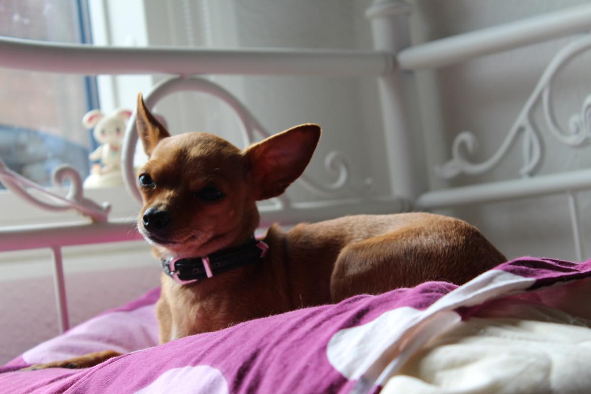 Chihuahua vera billede 30