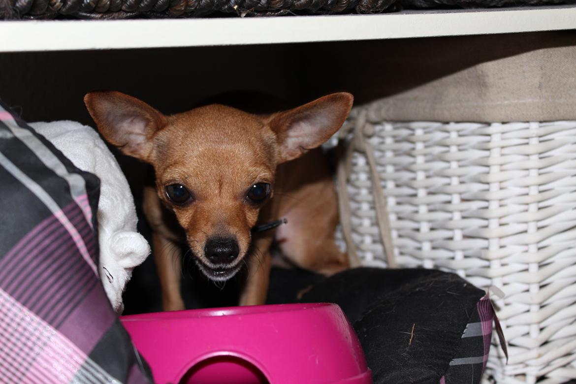 Chihuahua vera billede 4