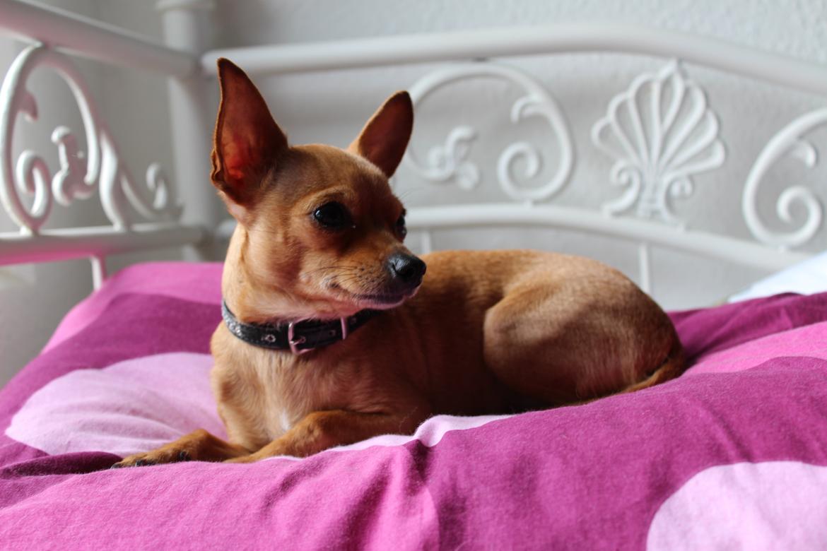 Chihuahua vera billede 5