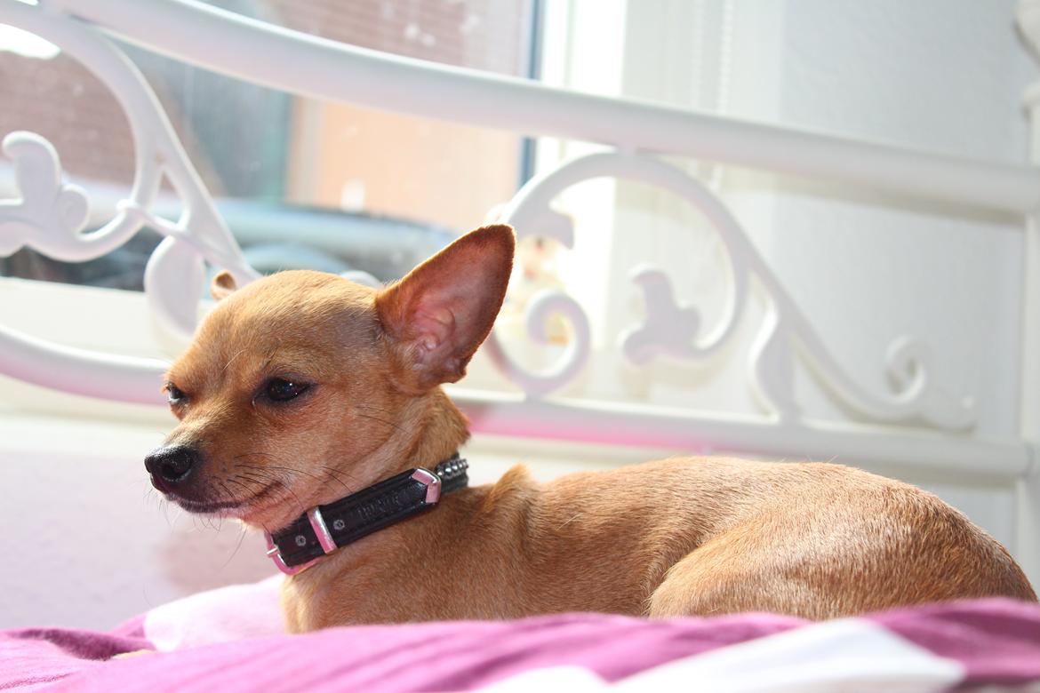 Chihuahua vera billede 25