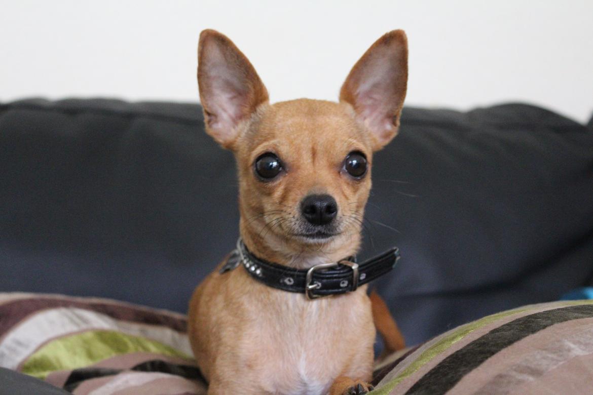 Chihuahua vera billede 10