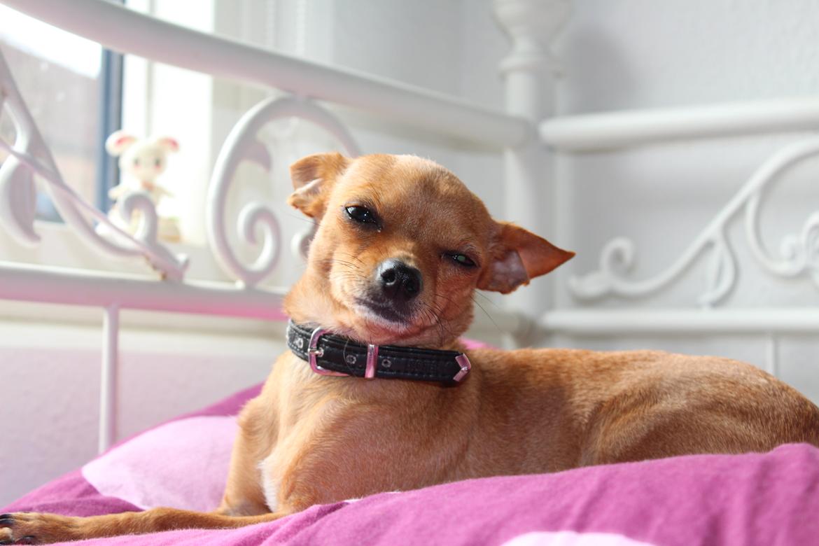 Chihuahua vera billede 14