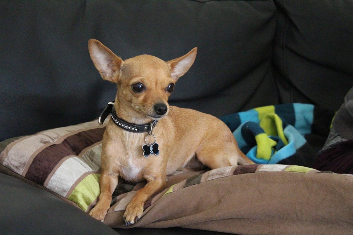 Chihuahua vera billede 33