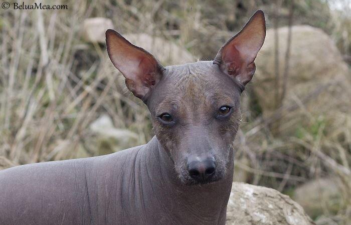 Peruviansk hårløs Barbie billede 4