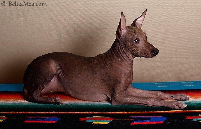 Peruviansk hårløs Barbie billede 7