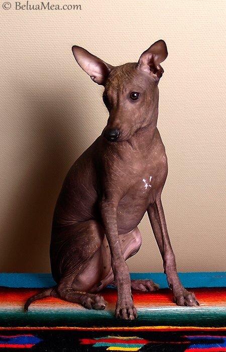 Peruviansk hårløs Barbie billede 8