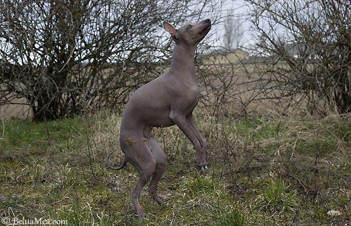 Peruviansk hårløs Barbie billede 5