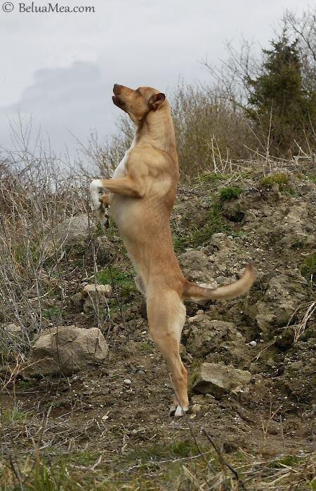 Peruviansk hårløs Rocky billede 20