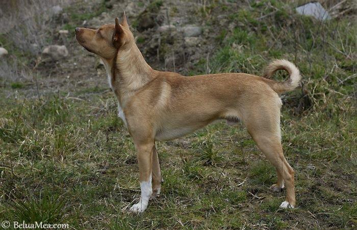 Peruviansk hårløs Rocky billede 21