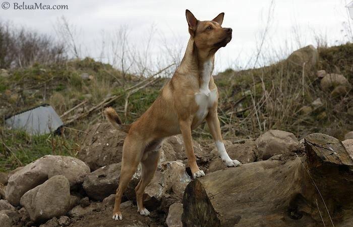 Peruviansk hårløs Rocky billede 1