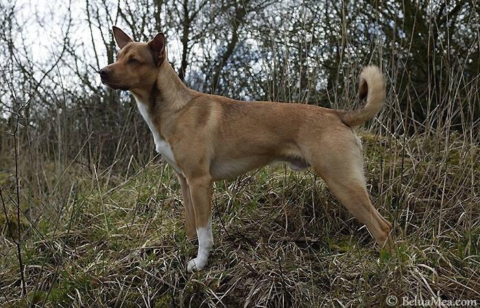 Peruviansk hårløs Rocky billede 23