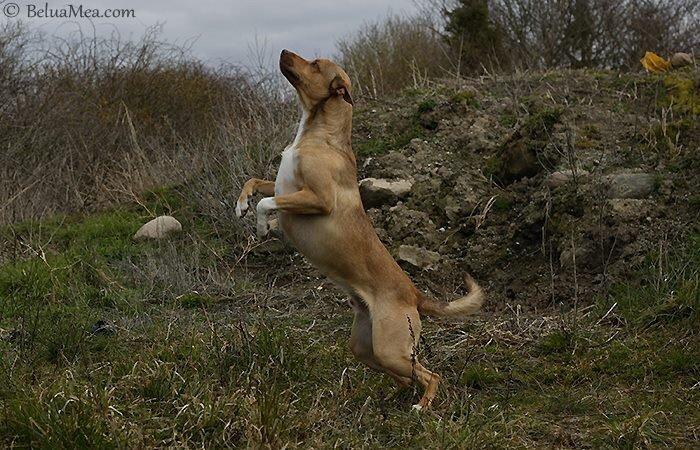 Peruviansk hårløs Rocky billede 22