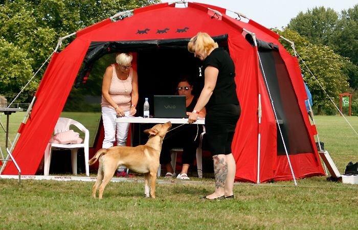 Peruviansk hårløs Rocky billede 25