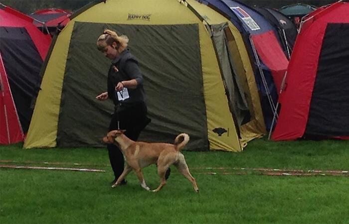 Peruviansk hårløs Rocky billede 26