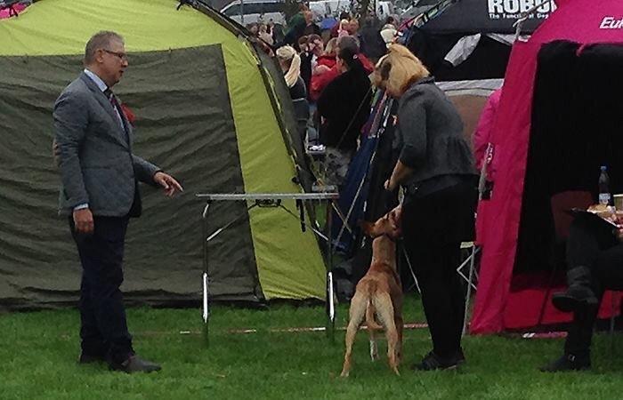 Peruviansk hårløs Rocky billede 27