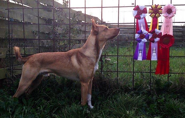 Peruviansk hårløs Rocky billede 28