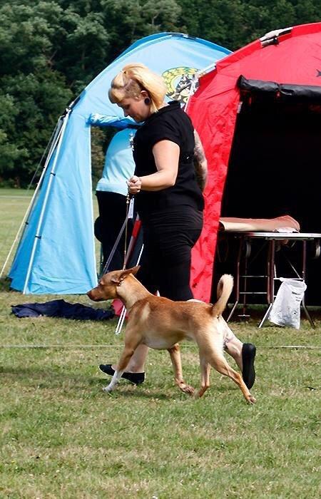 Peruviansk hårløs Rocky billede 24