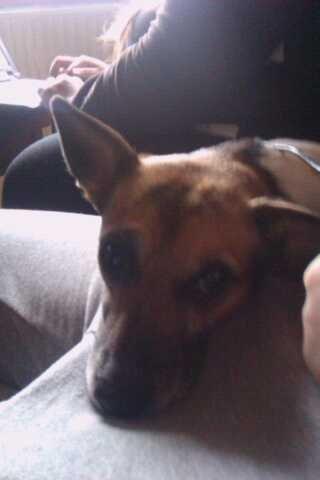 Dansk svensk gaardhund Polle (Poco) billede 2