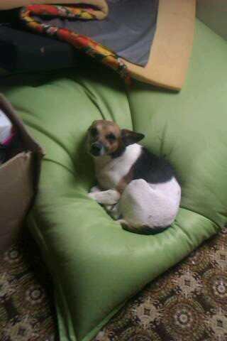 Dansk svensk gaardhund Polle (Poco) billede 3