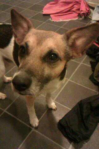 Dansk svensk gaardhund Polle (Poco) billede 4