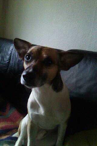 Dansk svensk gaardhund Polle (Poco) billede 5