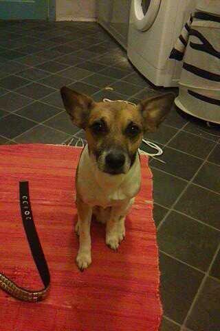 Dansk svensk gaardhund Polle (Poco) billede 6