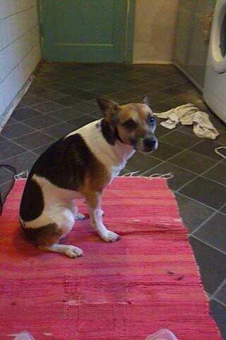 Dansk svensk gaardhund Polle (Poco) billede 7