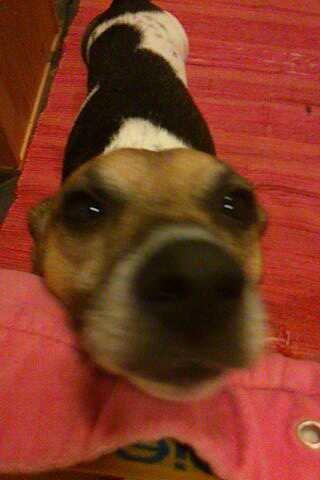 Dansk svensk gaardhund Polle (Poco) billede 8