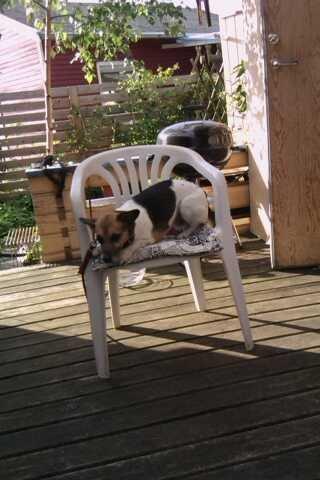 Dansk svensk gaardhund Polle (Poco) billede 1