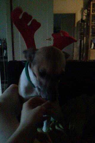 Dansk svensk gaardhund Polle (Poco) billede 9