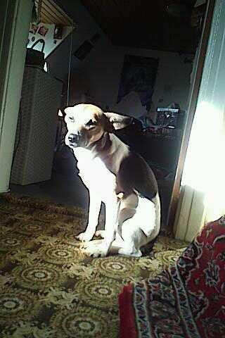 Dansk svensk gaardhund Polle (Poco) billede 10