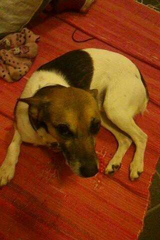 Dansk svensk gaardhund Polle (Poco) billede 11