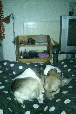 Dansk svensk gaardhund Polle (Poco) billede 12