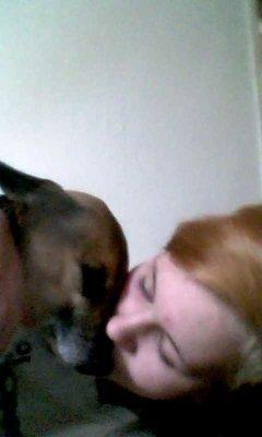 Dansk svensk gaardhund Polle (Poco) billede 13