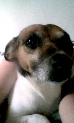 Dansk svensk gaardhund Polle (Poco) billede 14