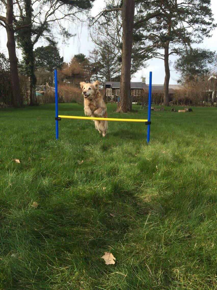 Golden retriever Cuba - Hun kan sagtens springe, selv i en alder af 9 år :-) billede 6