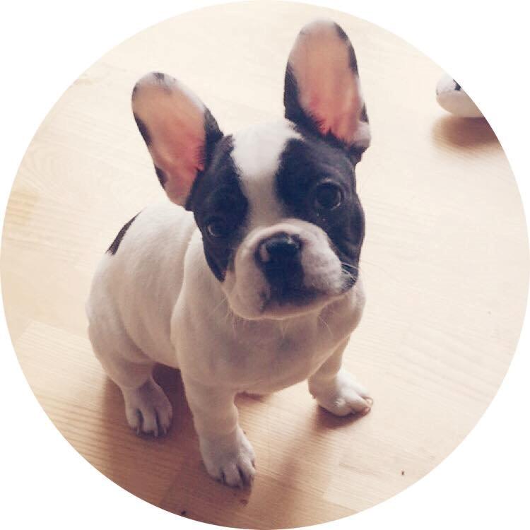 Fransk bulldog Bullys Lord Oscar - 2 måneder billede 13