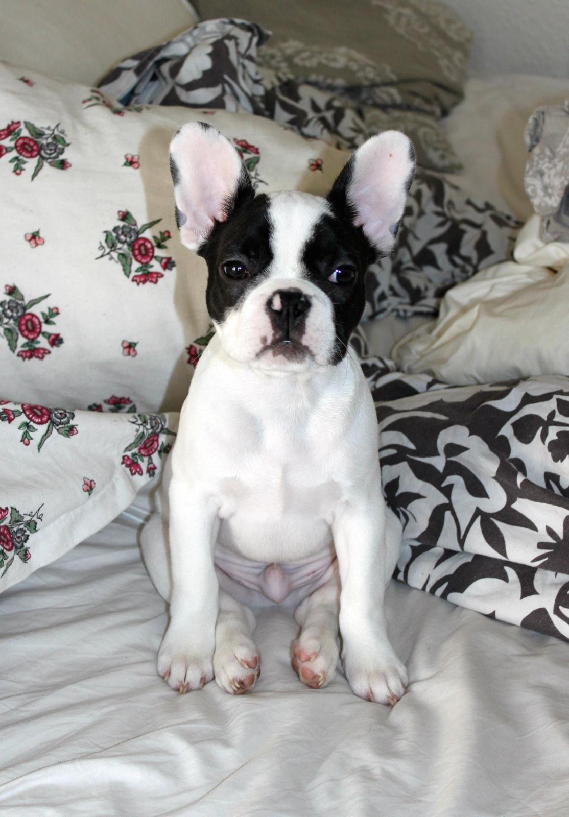 Fransk bulldog Bullys Lord Oscar - 2 måneder billede 12