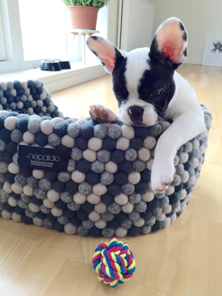 Fransk bulldog Bullys Lord Oscar - 3 måneder billede 11