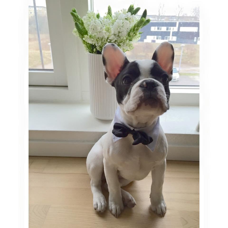 Fransk bulldog Bullys Lord Oscar - 5 måneder billede 10