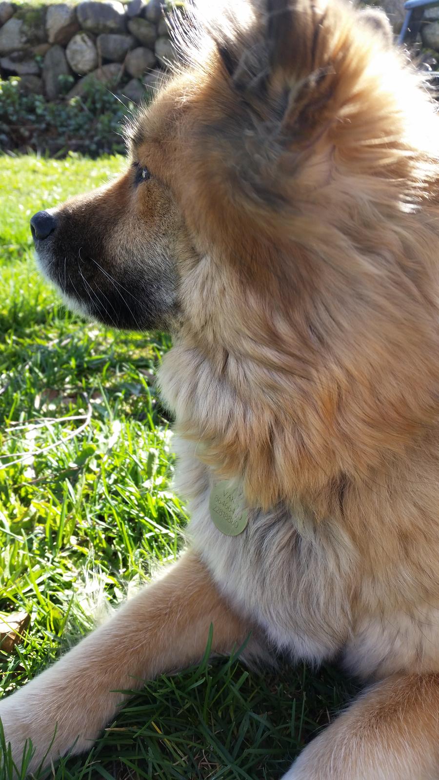 Islandsk fårehund Vaka <3  billede 7