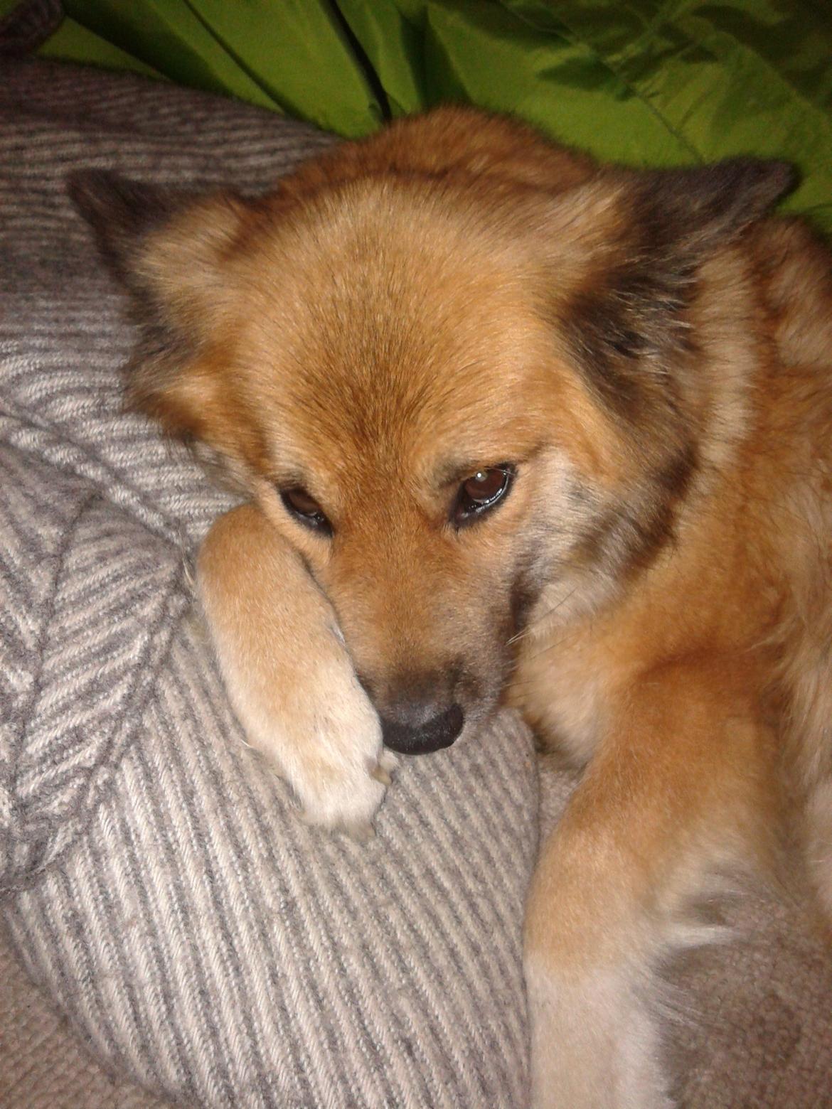 Islandsk fårehund Vaka <3  - Tæpperne lå på gulvet så hvorfor ikke benytte sig af dem?? :P <3  billede 6