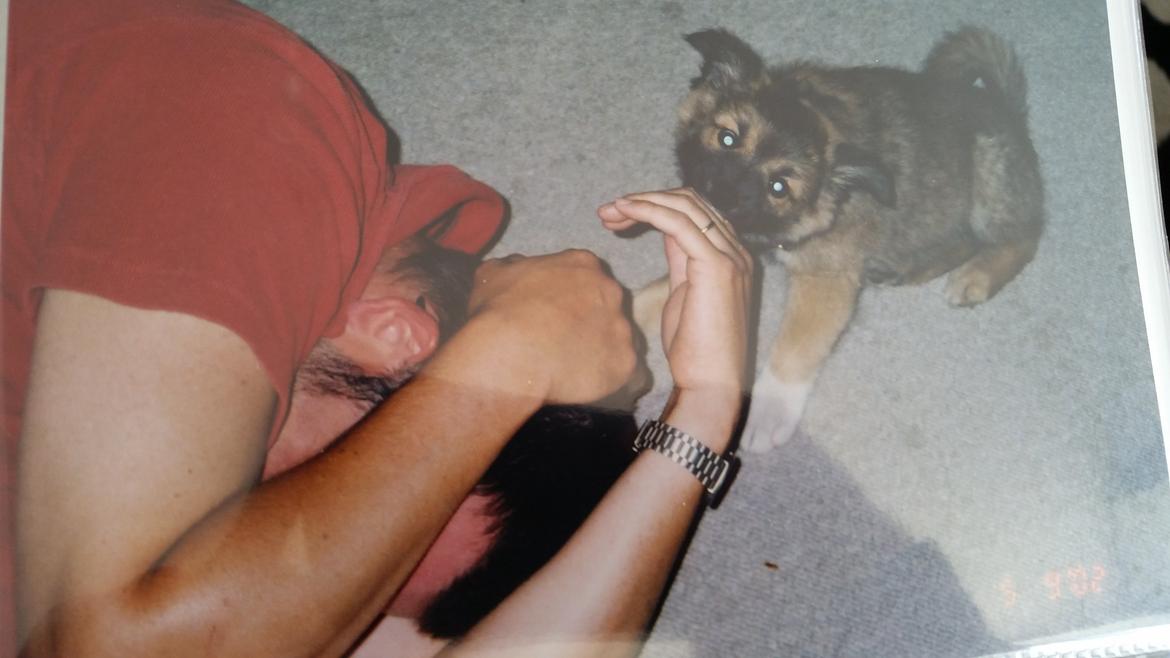 Islandsk fårehund Vaka <3  - Lille pigen <3 billede 2