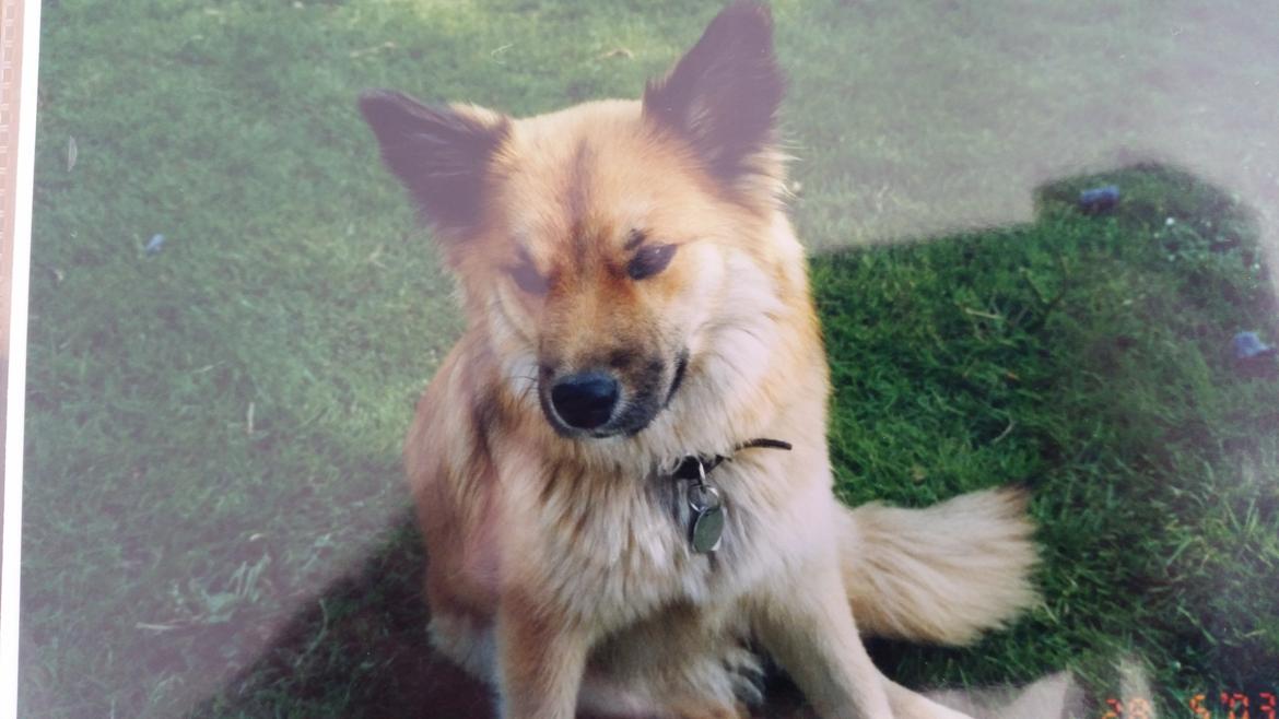 Islandsk fårehund Vaka <3  - Hendes 1 års fødselsdag <3  billede 5